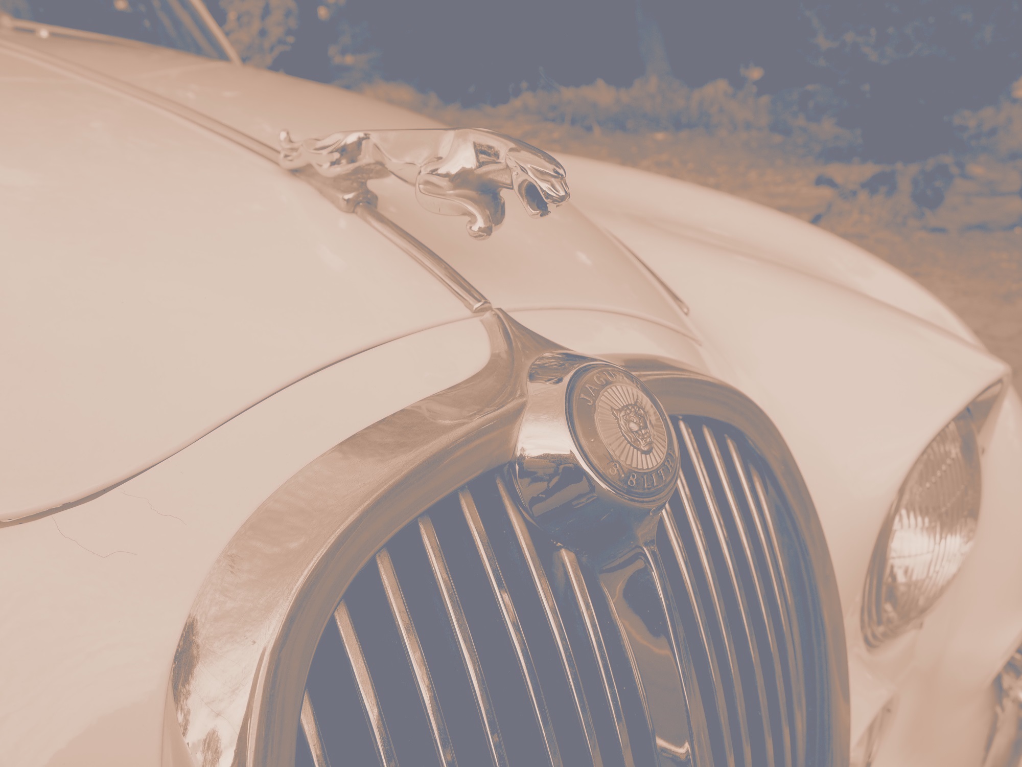 Classic Cats Jaguar Hire Wedding And Corporate Car Hire Adelaide